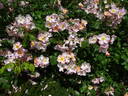 Rosy Cushion ® rose photo