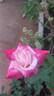 Advocate Rahul rose photo