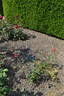 Lidka rose photo
