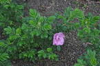 Adam Chodun rose photo