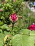 Charles Lefèbvre rose photo