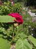 Charles Lefèbvre rose photo