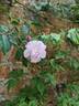 Narrow Water rose photo