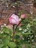 Madame Gabriel Luizet rose photo
