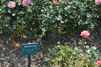 Schackenborg Castle rose photo