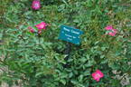 Rosy Carpet ® rose photo