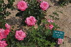 Ville de Liffré rose photo