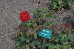 Black Night ® rose photo