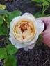 Juliette Greco ® rose photo