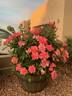 Polynesian Punch rose photo