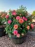 Polynesian Punch rose photo