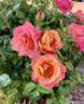 Polynesian Punch rose photo