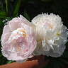 Blush Queen peony photo