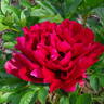 Lowell Thomas peony photo