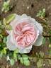 Tranquility ™ rose photo