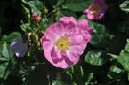Anne of Geierstein rose photo