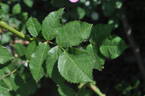 Anne of Geierstein rose photo