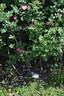 Anne of Geierstein rose photo