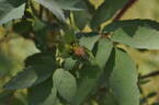 R. fedtschenkoana rose photo