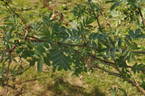 R. fedtschenkoana rose photo