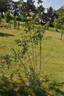 R. fedtschenkoana rose photo