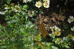 Bee Gold rose photo
