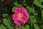 Duchess of Portland rose photo