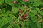 Duchess of Portland rose photo