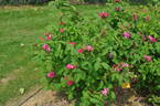 Duchess of Portland rose photo