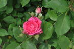 Melrose rose photo