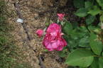 Melrose rose photo