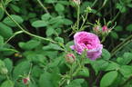 Président de Sèze rose photo