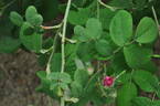 Président de Sèze rose photo
