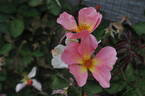 Lens Flair rose photo