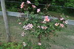 Lens Flair rose photo