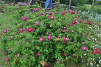 Alain Blanchard rose photo