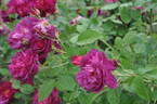 Etoile Pourpre rose photo