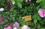 Etoile Pourpre rose photo