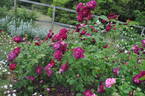 Etoile Pourpre rose photo