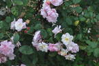 Apricot Bells rose photo