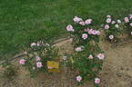Cicero rose photo
