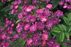 Sibelius ® rose photo
