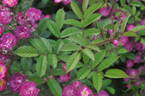 Sibelius ® rose photo