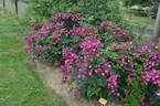 Sibelius ® rose photo