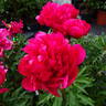 Many Happy Returns peony photo