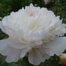 Mademoiselle Leonie Calot peony photo