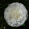Mother's Choice peony photo