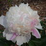 Mandaleen peony photo