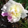 Mandaleen peony photo