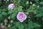 Prinses Claire rose photo